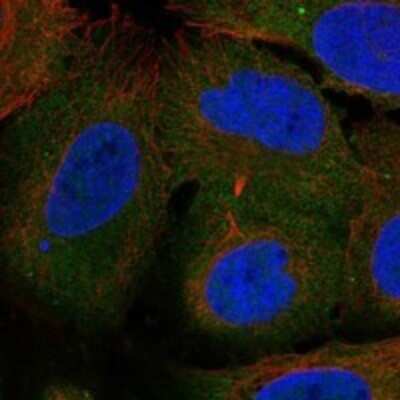 Immunocytochemistry/ Immunofluorescence ARHGEF40 Antibody