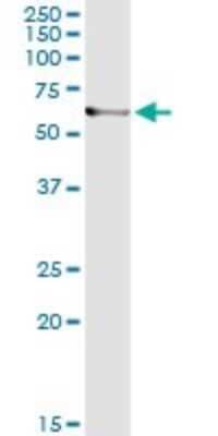 Immunoprecipitation: ARHGEF5 Antibody (4D10-D11) [H00007984-M02] - Analysis of ARHGEF5 transfected lysate using anti-ARHGEF5 monoclonal antibody and Protein A Magnetic Bead, and immunoblotted with ARHGEF5 MaxPab rabbit polyclonal antibody.