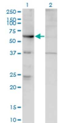 Western Blot: ARHGEF5 Antibody (4D10-D11) [H00007984-M02] - Analysis of ARHGEF5 expression in transfected 293T cell line by ARHGEF5 monoclonal antibody (M02), clone 4D10-D11.Lane 1: ARHGEF5 transfected lysate (Predicted MW: 60.1 KDa).Lane 2: Non-transfected lysate.