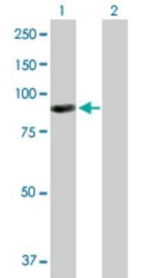 Western Blot: ARHGEF6 Antibody [H00009459-B01P] - Analysis of ARHGEF6 expression in transfected 293T cell line by ARHGEF6 polyclonal antibody.  Lane 1: ARHGEF6 transfected lysate(85.36 KDa). Lane 2: Non-transfected lysate.