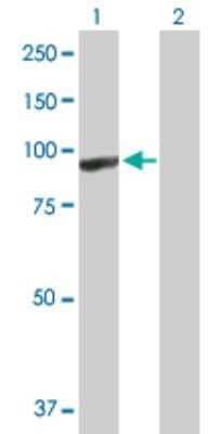 Western Blot: ARHGEF6 Antibody [H00009459-D01P] - Analysis of ARHGEF6 expression in transfected 293T cell line by ARHGEF6 polyclonal antibody.Lane 1: ARHGEF6 transfected lysate(87.50 KDa).Lane 2: Non-transfected lysate.