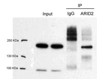 Immunoprecipitation: ARID2 Antibody [NBP1-26615] - Mouse embryonic fibroblasts. Image submitted by a verified customer review. 