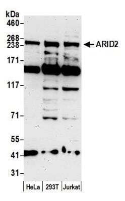 Western Blot: ARID2 Antibody [NBP1-26614] - Detection of human ARID2 by western blot. Samples: Whole cell lysate (50 ug) from HeLa, HEK293T, and Jurkat cells prepared using NETN lysis buffer. Antibody: Affinity purified rabbit anti-ARID2 antibody NBP1-26614 used for WB at 0.1 ug/ml. Detection: Chemiluminescence with an exposure time of 3 minutes.