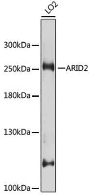 Western Blot: ARID2 Antibody [NBP2-92943] - Analysis of extracts of LO2 cells, using ARID2 at 1:1000 dilution.Secondary antibody: HRP Goat Anti-Rabbit IgG (H+L) at 1:10000 dilution.Lysates/proteins: 25ug per lane.Blocking buffer: 3% nonfat dry milk in TBST.Detection: ECL Basic Kit .Exposure time: 3s