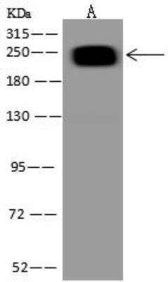 Western Blot: ARID2 Antibody [NBP3-12715] - Lane A: Jurkat Whole Cell LysateLysates/proteins at 30 ug per lane.SecondaryGoat Anti-Rabbit IgG (H+L)/HRP at 1/10000 dilution.Developed using the ECL technique.Performed under reducing conditions.Predicted band size:197 kDaObserved band size:250 kDa