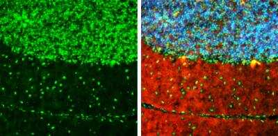 Immunohistochemistry-Frozen ARID5A Antibody (1683) - Azide and BSA Free