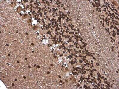 Immunohistochemistry-Paraffin ARID5A Antibody (1683) - Azide and BSA Free