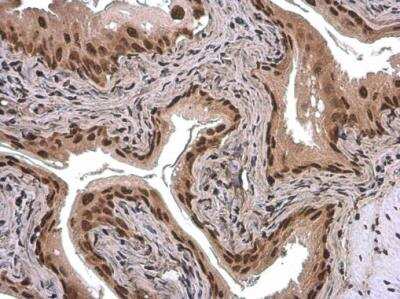 Immunohistochemistry-Paraffin ARID5A Antibody (1683) - Azide and BSA Free