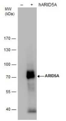 Western Blot: ARID5A Antibody (18112) [NBP2-43745] - Analysis of Non-transfected (-) and ARID5A-transfected (+, including 3xFlag-tag) 293T whole cell extracts (30 ug) were separated by 7.5% SDS-PAGE, and the membrane was blotted with ARID5A antibody diluted by 1:5000.