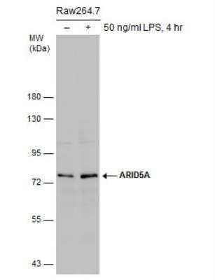 Western Blot: ARID5A Antibody (18112) [NBP2-43745] - Untreated (-) and treated (+) Raw264.7 whole cell extracts (30 ug) were separated by 7.5% SDS-PAGE, and the membrane was blotted with ARID5A antibody 18112]. The signal was developed with Trident ECL plus-Enhanced. (LPS: Lipopolysaccharides)