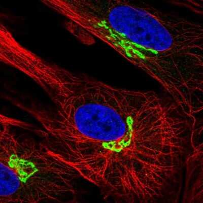 Immunocytochemistry/Immunofluorescence: ARL1 Antibody [NBP2-57579] - Staining of human cell line BJ shows localization to the Golgi apparatus. Antibody staining is shown in green.