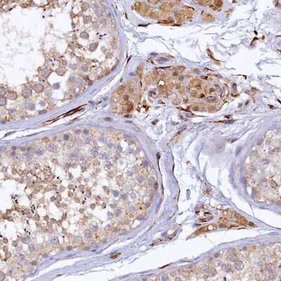 Immunohistochemistry-Paraffin: ARL11 Antibody [NBP1-88989] - Staining of human testis shows moderate cytoplasmic positivity in seminiferus ducts and Leydig cells.