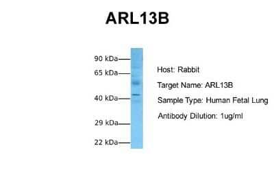 Western Blot: ARL13B Antibody [NBP1-56715] - Sample Tissue: Human Fetal Lung Antibody Dilution: 1.0 ug/ml