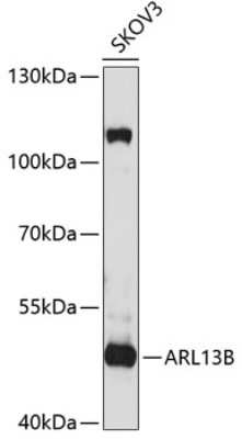 Western Blot: ARL13B Antibody [NBP2-92454] - Analysis of extracts of SKOV3 cells, using ARL13B at 1:1000 dilution.Secondary antibody: HRP Goat Anti-Rabbit IgG (H+L) at 1:10000 dilution.Lysates/proteins: 25ug per lane.Blocking buffer: 3% nonfat dry milk in TBST.Detection: ECL Basic Kit .Exposure time: 30s.