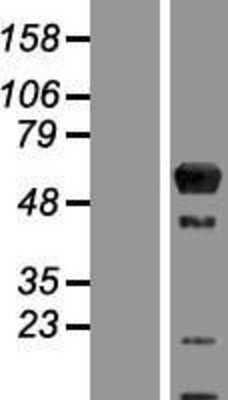 Western Blot: ARL13B Overexpression Lysate (Adult Normal) [NBP2-04819] Left-Empty vector transfected control cell lysate (HEK293 cell lysate); Right -Over-expression Lysate for ARL13B.