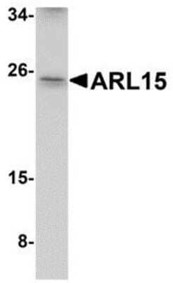 Western Blot ARL15 Antibody - BSA Free