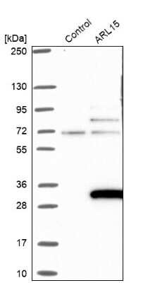 Western Blot ARL15 Antibody - BSA Free