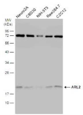 Western Blot: ARL2 Antibody [NBP1-30939] - Various whole cell extracts (30 ug) were separated by 12% SDS-PAGE, and the membrane was blotted with ARL2 antibody (NBP1-30939). The HRP-conjugated anti-rabbit IgG antibody was used to detect the primary antibody.