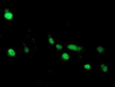 Immunocytochemistry/Immunofluorescence: ARL2BP Antibody (OTI1A10) - Azide and BSA Free [NBP2-71743] - Analysis of COS7 cells transiently transfected by pCMV6-ENTRY ARL2BP.