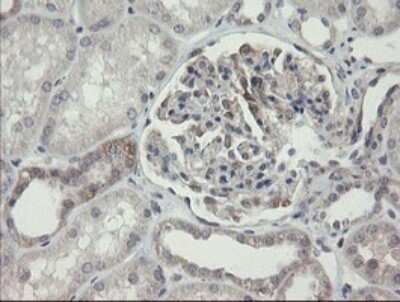 Immunohistochemistry: ARL2BP Antibody (OTI1A10) - Azide and BSA Free [NBP2-71743] - Analysis of Human Kidney tissue.