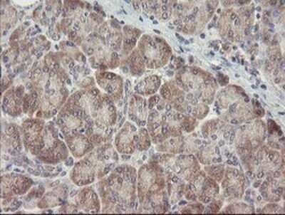 Immunohistochemistry: ARL2BP Antibody (OTI1A10) - Azide and BSA Free [NBP2-71743] - Analysis of Human pancreas tissue.