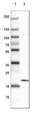 Western Blot ARL2BP Antibody