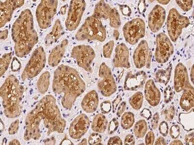 Immunohistochemistry-Paraffin: ARL3 Antibody [NBP2-97379] - Immunochemical staining of human ARL3 in human kidney with rabbit polyclonal antibody at 1:100 dilution, formalin-fixed paraffin embedded sections.