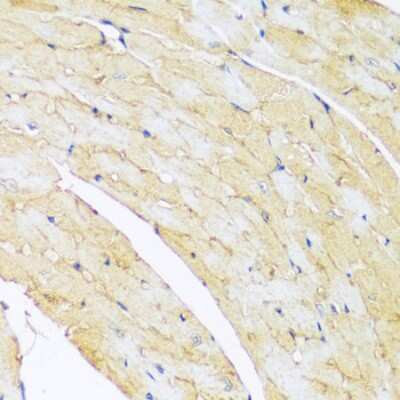 Immunohistochemistry-Paraffin ARL4 Antibody - Azide and BSA Free