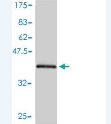 Western Blot: ARL5A Antibody (1F12-1A6) [H00026225-M01] -  Detection against Immunogen (45.43 KDa) .