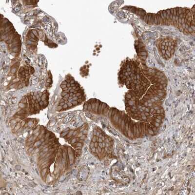 Immunohistochemistry-Paraffin ARL5A Antibody - BSA Free