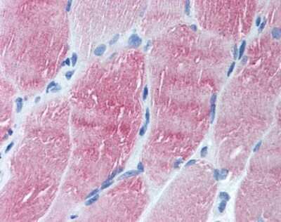Immunohistochemistry-Paraffin: ARL6 Antibody [NBP1-40022] - Analysis of anti-ARL6 antibody with human skeletal muscle at concentration 10 ug/ml.