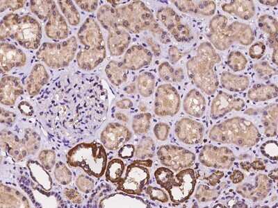 Immunohistochemistry-Paraffin: ARL6 Antibody [NBP2-97182] - Immunochemical staining of human ARL6 in human kidney with rabbit polyclonal antibody at 1:100 dilution, formalin-fixed paraffin embedded sections.