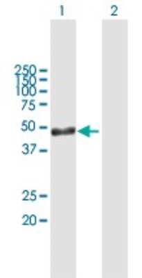 Western Blot: ARL6IP4 Antibody [H00051329-B01P] - Analysis of ARL6IP4 expression in transfected 293T cell line by ARL6IP4 polyclonal antibody.  Lane1:ARL6IP4 transfected lysate(39.6 KDa). Lane2:Non-transfected lysate.