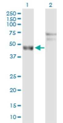 Western Blot: ARL6IP4 Antibody [H00051329-D01P] - Analysis of ARL6IP4 expression in transfected 293T cell line by ARL6IP4 polyclonal antibody.Lane 1: ARL6IP4 transfected lysate(38.40 KDa).Lane 2: Non-transfected lysate.
