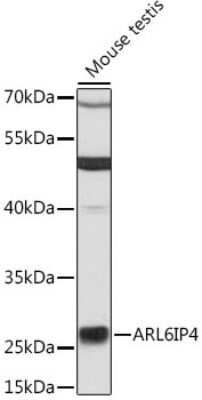 Western Blot: ARL6IP4 Antibody [NBP2-92711] - Analysis of extracts of mouse testis, using ARL6IP4 at 1:3000 dilution.Secondary antibody: HRP Goat Anti-Rabbit IgG (H+L) at 1:10000 dilution.Lysates/proteins: 25ug per lane.Blocking buffer: 3% nonfat dry milk in TBST.Detection: ECL Basic Kit .Exposure time: 30s.