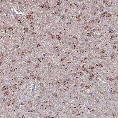 Immunohistochemistry-Paraffin ARL8A Antibody - BSA Free