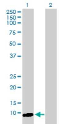 Western Blot: ARL9 Antibody [H00132946-B01P] - Analysis of ARL9 expression in transfected 293T cell line by ARL9 polyclonal antibody.  Lane 1: ARL9 transfected lysate(13.53 KDa). Lane 2: Non-transfected lysate.
