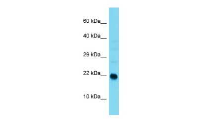 Western Blot: ARL9 Antibody [NBP2-84459] - Host: Rabbit. Target Name: Arl9. Sample Type: Mouse Small Intestine lysates. Antibody Dilution: 1.0ug/ml