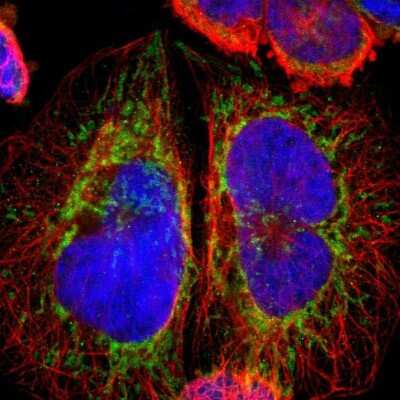 <b>Orthogonal Strategies Validation. </b>Immunocytochemistry/Immunofluorescence: ARMC10 Antibody [NBP1-81127] - Staining of human cell line A-431 shows localization to mitochondria. Antibody staining is shown in green.