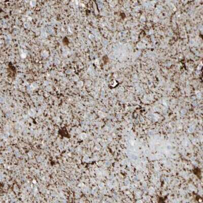 Immunohistochemistry-Paraffin: ARMC10 Antibody [NBP1-81127] - Staining of human cerebral cortex shows strong granular cytoplasmic positivity in neurons.