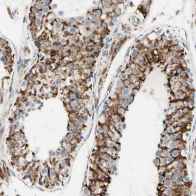 Immunohistochemistry-Paraffin: ARMC10 Antibody [NBP1-81127] - Staining of human testis shows strong granular cytoplasmic positivity in cells in seminiferous ducts.
