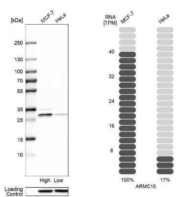 Western Blot: ARMC10 Antibody [NBP1-81127] - Analysis in human cell lines MCF-7 and HeLa. Corresponding RNA-seq data are presented for the same cell lines. Loading control: Anti-HSP90B1.