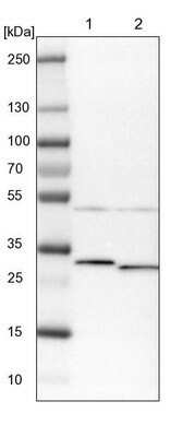 Western Blot: ARMC10 Antibody [NBP1-81128] - Lane 1: NIH-3T3 cell lysate (Mouse embryonic fibroblast cells). Lane 2: NBT-II cell lysate (Rat Wistar bladder tumor cells).
