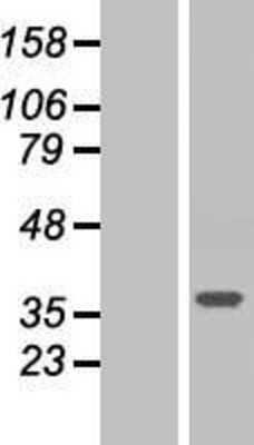 Western Blot: ARMC10 Overexpression Lysate (Adult Normal) [NBP2-06108] Left-Empty vector transfected control cell lysate (HEK293 cell lysate); Right -Over-expression Lysate for ARMC10.