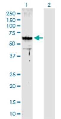 Western Blot: ARMC8 Antibody [H00025852-D01P] - Analysis of ARMC8 expression in transfected 293T cell line by ARMC8 polyclonal antibody.Lane 1: ARMC8 transfected lysate(43.00 KDa).Lane 2: Non-transfected lysate.
