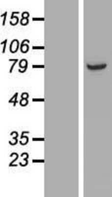 Western Blot: ARMC9 Overexpression Lysate (Adult Normal) [NBL1-07712] Left-Empty vector transfected control cell lysate (HEK293 cell lysate); Right -Over-expression Lysate for ARMC9.