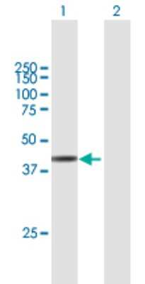 Western Blot: ARMCX3 Antibody [H00051566-B01P] - Analysis of ARMCX3 expression in transfected 293T cell line by ARMCX3 polyclonal antibody.  Lane 1: ARMCX3 transfected lysate(41.69 KDa). Lane 2: Non-transfected lysate.