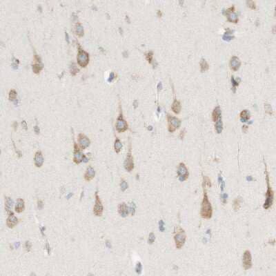 Immunohistochemistry-Paraffin: ARMET Antibody [NBP1-90099] - Staining of human cerebral cortex shows moderate cytoplasmic positivity in neurons.