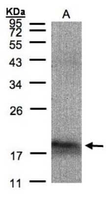 Western Blot: MANF Antibody [NBP1-32037] - ARMET Antibody [NBP1-32037] - Sample(30 ug of whole cell lysate) A:293T 12% SDS PAGE, antibody diluted at 1:1500.