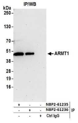 Western Blot: ARMT1 Antibody [NBP2-61235] - Detection of human ARMT1 by western blot of immunoprecipitates. Samples: Whole cell lysate (1.0 mg per IP reaction; 20% of IP loaded) from 293T cells prepared using NETN lysis buffer. Antibodies: Affinity purified rabbit anti-ARMT1 antibody NBP2-61235 used for IP at 20 ul per reaction. ARMT1 was also immunoprecipitated by rabbit anti-ARMT1 antibody NBP2-61236. For blotting immunoprecipitated ARMT1, NBP2-61235 was used at 1:100. Detection: Chemiluminescence with an exposure time of 30 seconds.